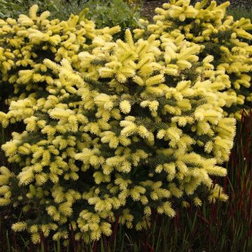 Picea pungens Maigold