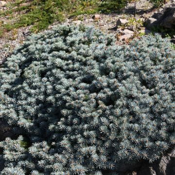 Picea pungens Saint Mary's Broom