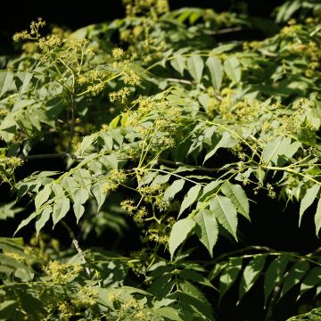 Picrasma quassioides - Bitterholz