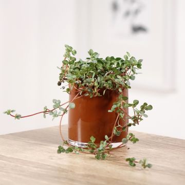Pilea glaucophylla Greyzy - Kanonierblume