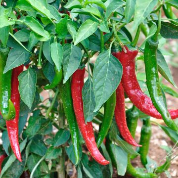 Chili-Pfeffer très long des Landes