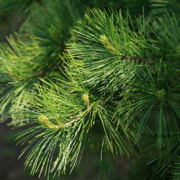 Pinus armandii - Armands Kiefer