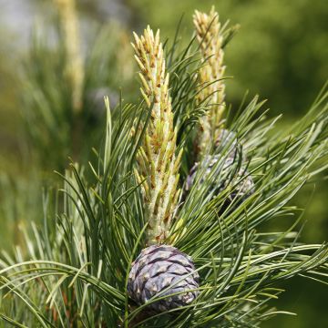 Pinus cembra Compacta Glauca - Pin cembro nain                   