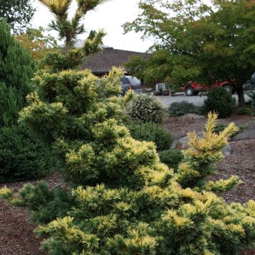 Pinus parviflora Goldilocks - Mädchen-Kiefer