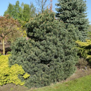 Pinus sylvestris Beuvronensis - Wald-Kiefer