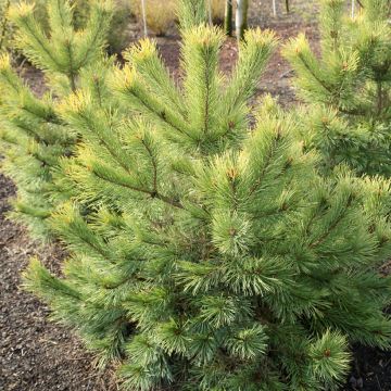 Pinus sylvestris Wintergold - Wald-Kiefer