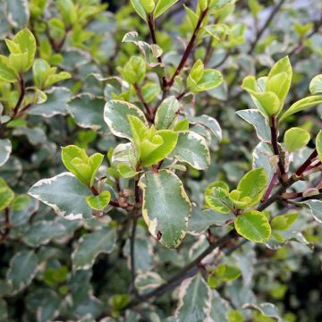 Pittosporum tenuifolium Victoria