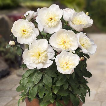 Paeonia Patio Peony Madrid - Zwerg Edel-Pfingstrosen