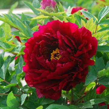 Paeonia suffruticosa The Best Inkstone (Mo Run Jue Lun) - Strauch-Pfingstrose