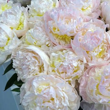 Pivoine lactiflora Blush Queen - Edel-Pfingstrosen
