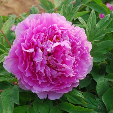 Paeonia suffruticosa Ling Hua Zhan Lu (Flower in Dew) - Strauch-Pfingstrose