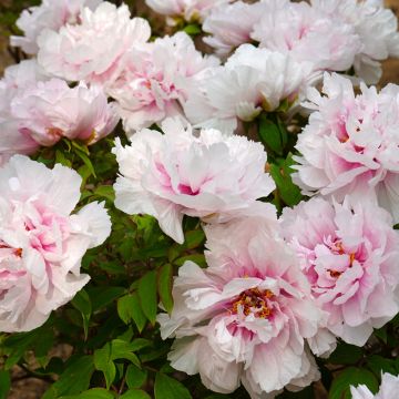 Paeonia suffruticosa Xue Ying Tao Hua (Peachy Snow) - Strauch-Pfingstrose