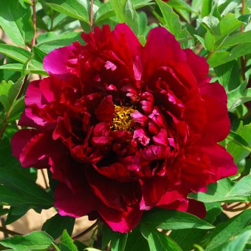Paeonia suffruticosa Zhu Guang Mo Run (Deep Fire) - Strauch-Pfingstrose