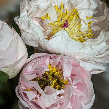 Pivoine Blushing Princess - Edel-Pfingstrosen