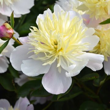 Pivoine lactiflora Butter Bowl - Edel-Pfingstrosen