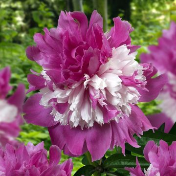 Pivoine lactiflora Celebrity - Edel-Pfingstrosen