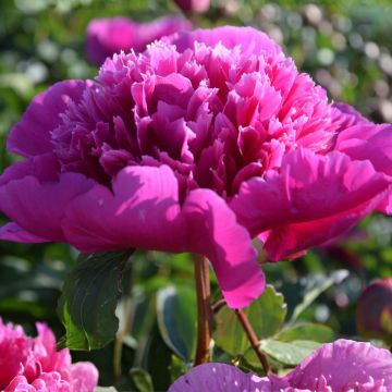 Pivoine lactiflora Purple Spider - Edel-Pfingstrosen