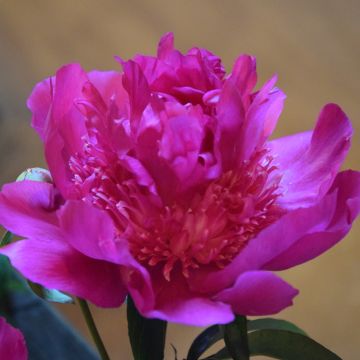 Pivoine lactiflora Sebastiaan Maas - Edel-Pfingstrosen