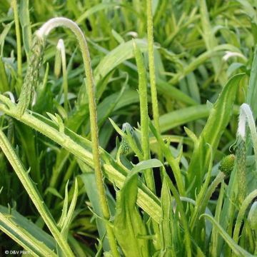 Plantago coronopus - Schlitzblatt-Wegerich