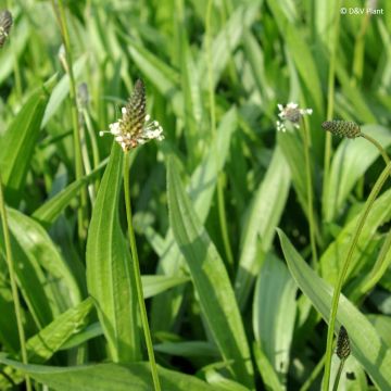 Spitz-Wegerich - Plantago lanceolata
