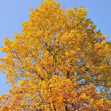 Platanus orientalis - Morgenländische Platane