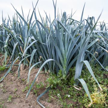 Lauch-Porree Bleu de Solaise