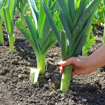 Lauch-Porree Gros long d'été 2 - Vilmorin