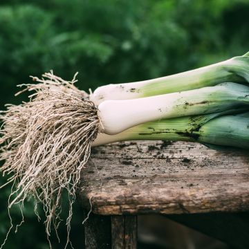 Lauch-Porree Monstrueux de Carentan