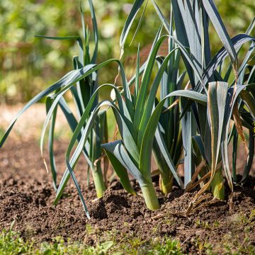 Lauch-Porree Saint Victor Bio- Ferme de Ste Marthe