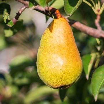 Birnbaum Beurré Lebrun Bio - Pyrus communis