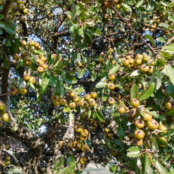 Poirier sauvage - Pyrus communis ssp. pyraster