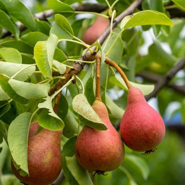 Birnbaum Poire de Sang - Pyrus communis