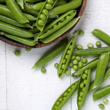 Riesige Erbse Serpette Guilloteaux - Vilmorin