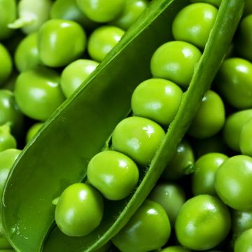 Zwergerbse Télévision - Vilmorin