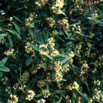 Drimys aromatica - Tasmanischer Bergpfeffer