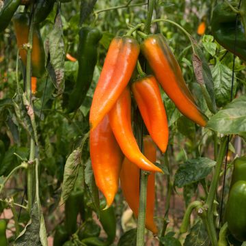 Paprika Tequila Sunrise - Ferme de Sainte Marthe