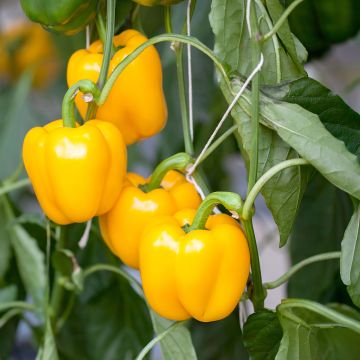 Paprika Carre d’Asti Jaune Bio - Ferme de Sainte Marthe