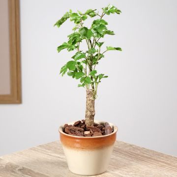 Polyscias balfouriana Butterfly - Fiederaralie