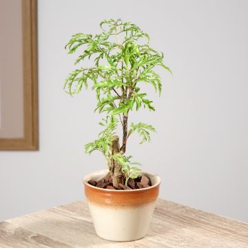 Polyscias filicifolia - Fiederaralie