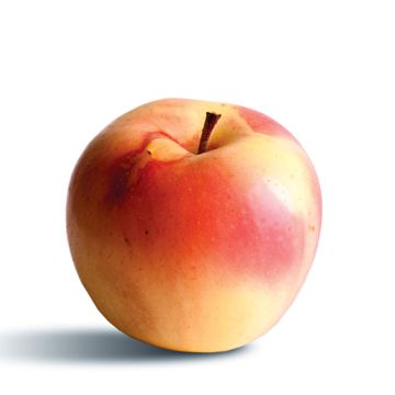 Apfelbaum Winter Banana - Malus domestica