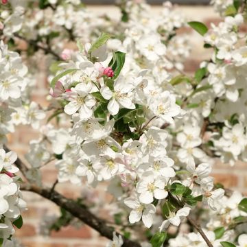 Zierapfel Evereste 'Perpetu' - Malus