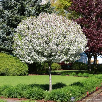 Pommier d'ornement - Malus JFS Sparkling Sprite