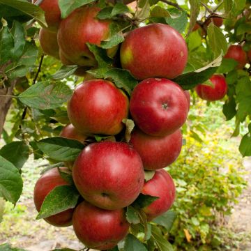 Säulenapfel Ballerina Polka - Malus domestica