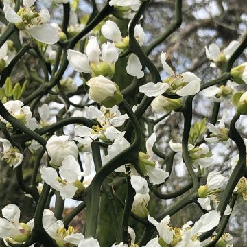 Dreiblättrige Orange Flying Dragon - Poncirus trifoliata