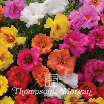 Portulakröschen Happy Hour Mixture (Samen) - Portulaca