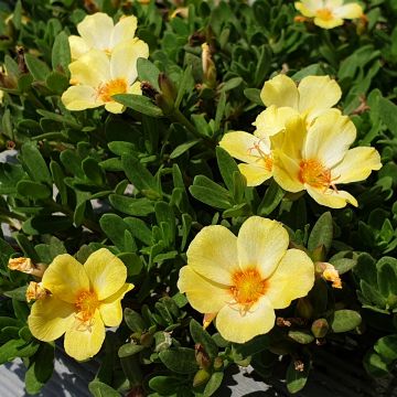 Portulak Pazzaz Nano Yellow Twist - Portulaca