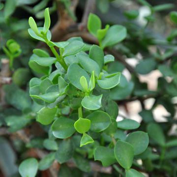 Speckbaum - Portulacaria afra Macrophylla