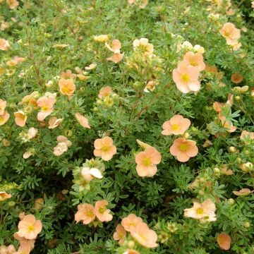 Fingerstrauch Daydawn - Potentilla fruticosa