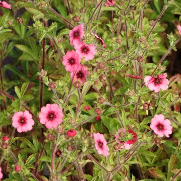 Potentilla nepalensis Miss Willmot - Nepal-Fingerkraut