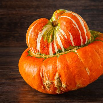 Riesen-Kürbis Giraumon Turban